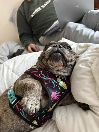 BRONTE BOO, Adoptable, Adult Female French Bulldog.