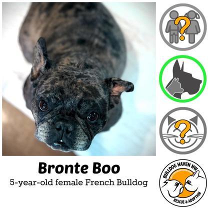 BRONTE BOO, Adoptable, Adult Female French Bulldog.