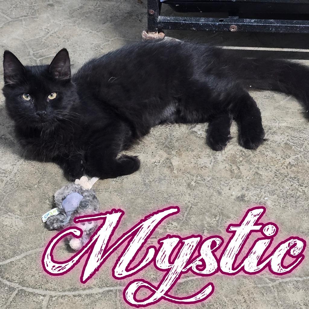 Enlarge Mystic, a Adoptable Domestic Long Hair in Hillsboro, OH image 1/3