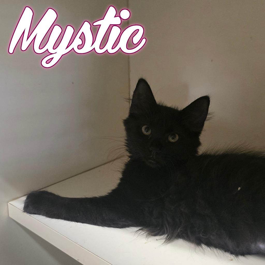 Enlarge Mystic, a Adoptable Domestic Long Hair in Hillsboro, OH image 2/3