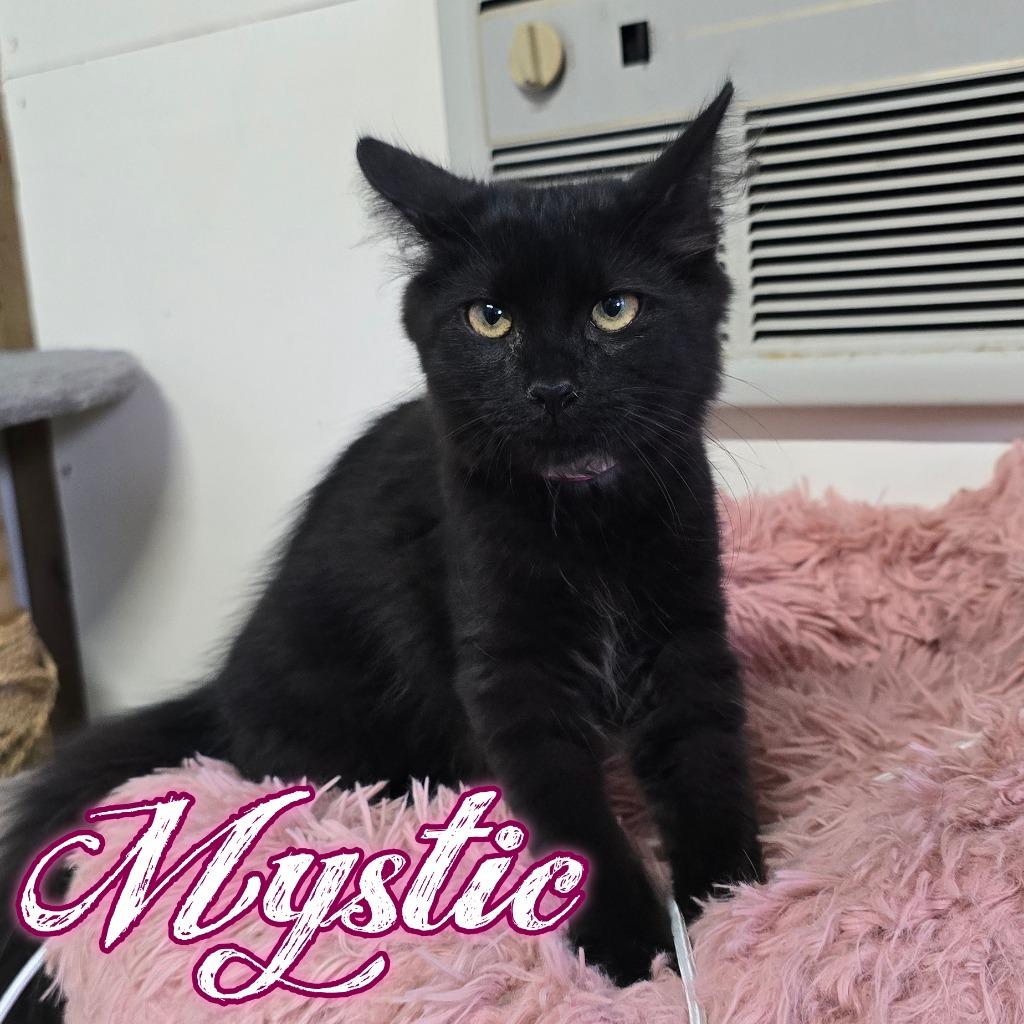 Enlarge Mystic, a Adoptable Domestic Long Hair in Hillsboro, OH image 3/3