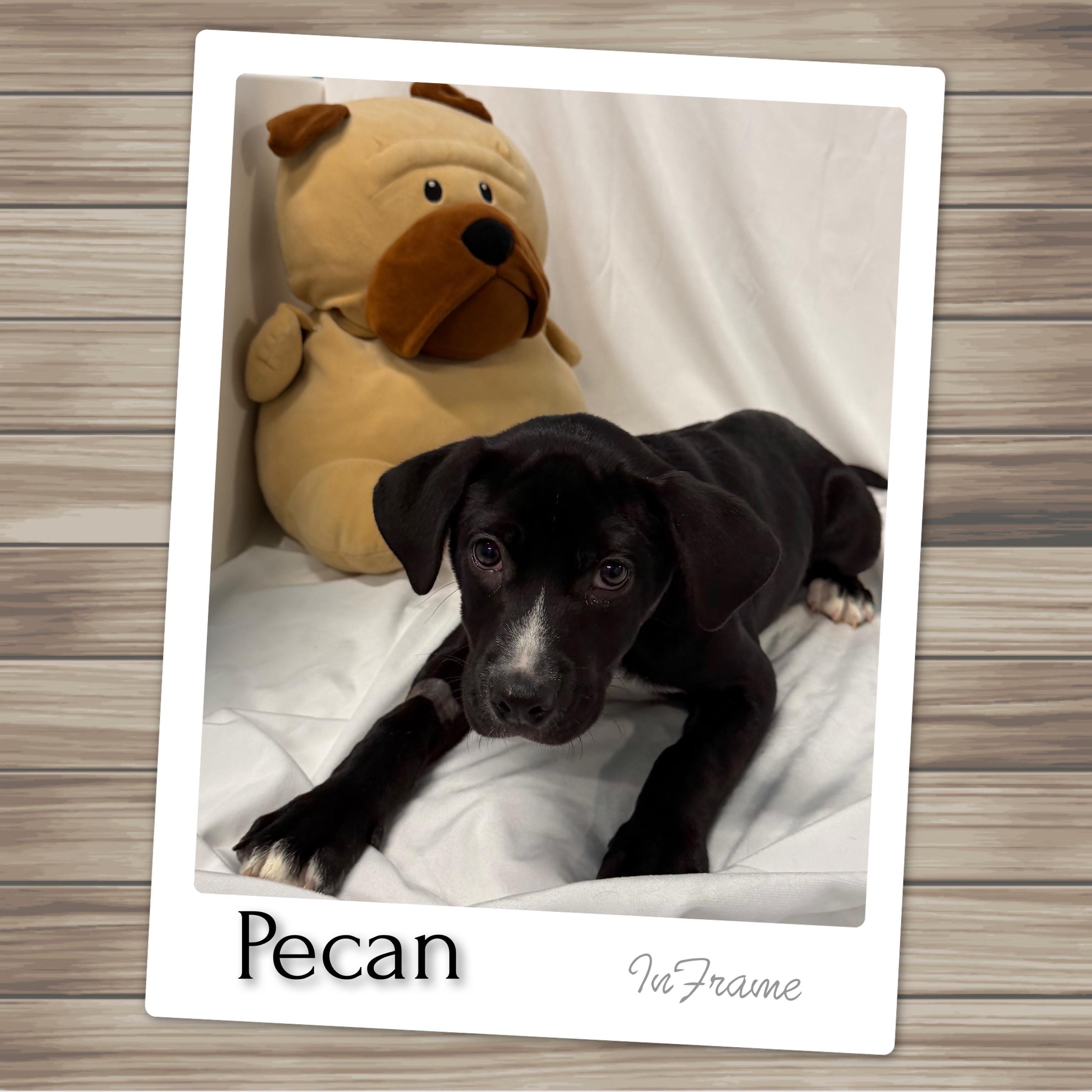 Pecan thumbnail 4