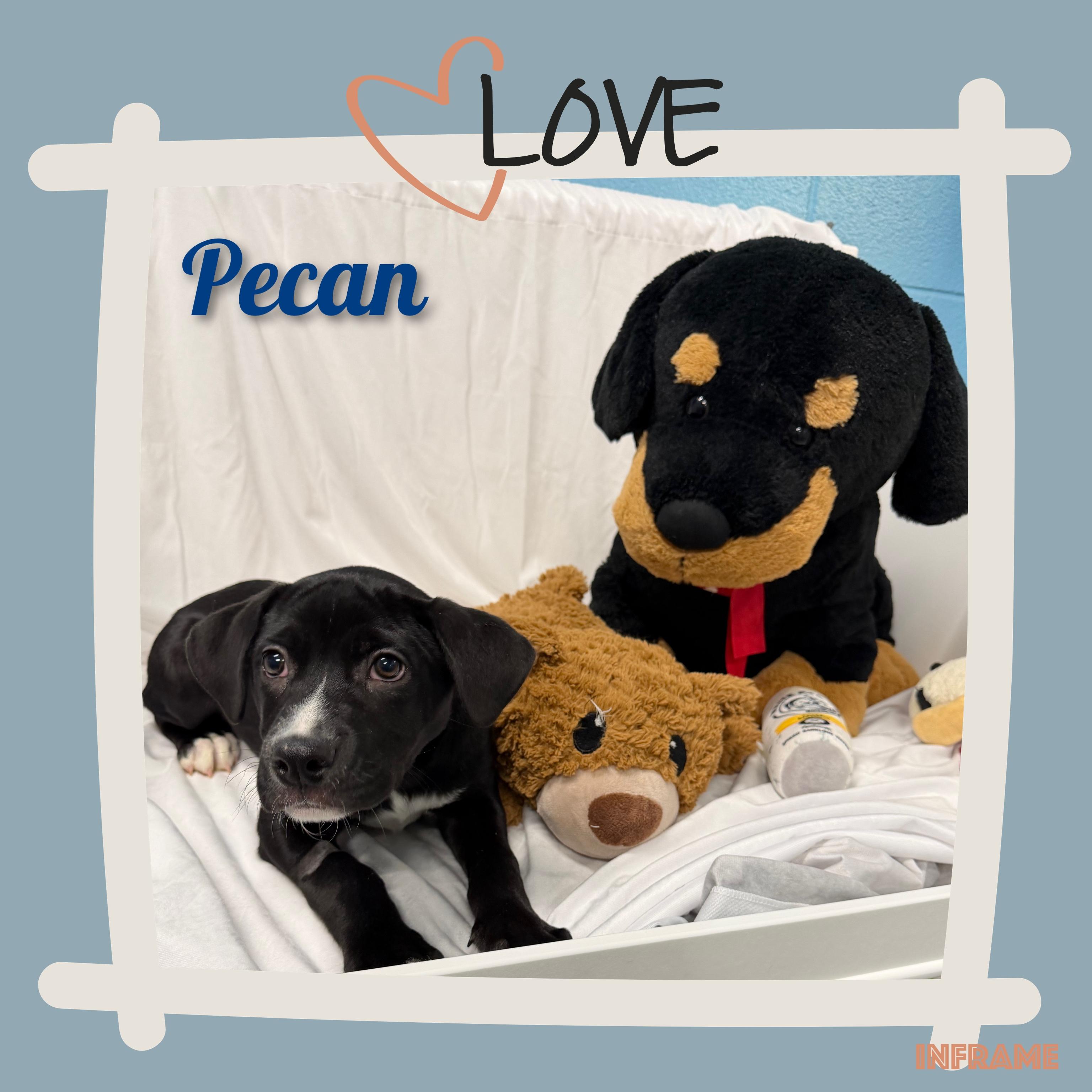 Pecan thumbnail 7