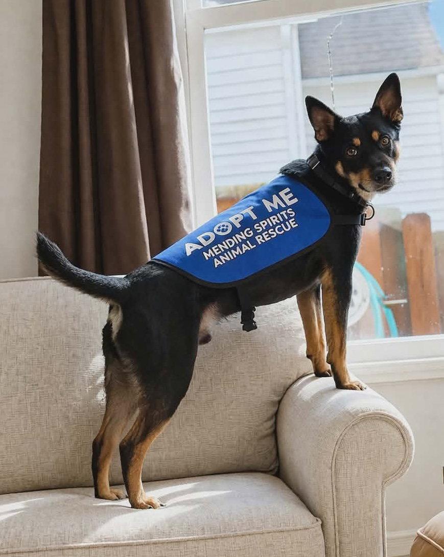 Pacco, Adoptable, Adult Male Australian Kelpie.