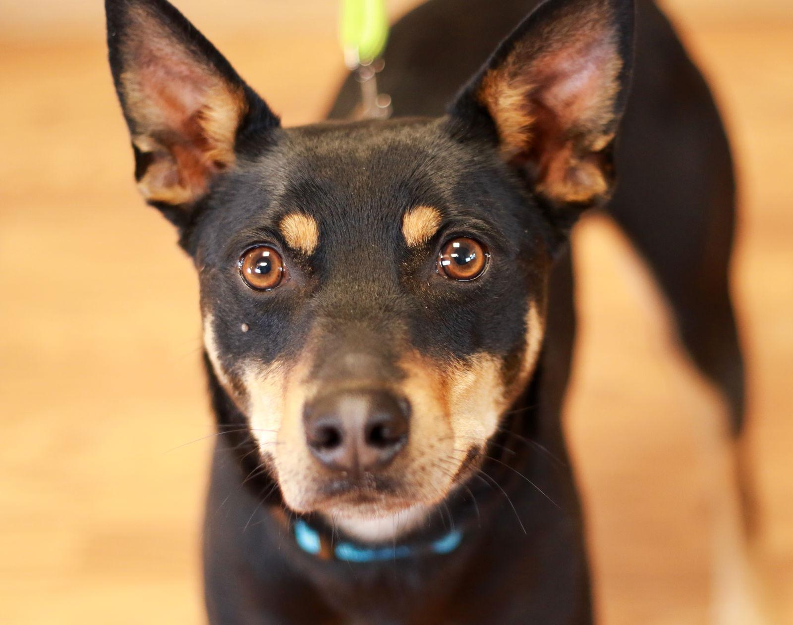 Enlarge Pacco, a Adoptable Australian Kelpie in Mankato, MN image 2/3