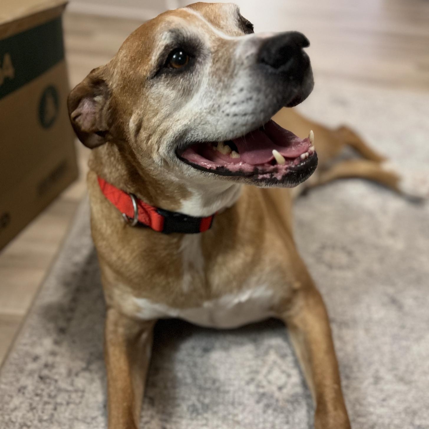 Enlarge Scooby, a Adoptable mixed breed in Cedarburg, WI image 2/5