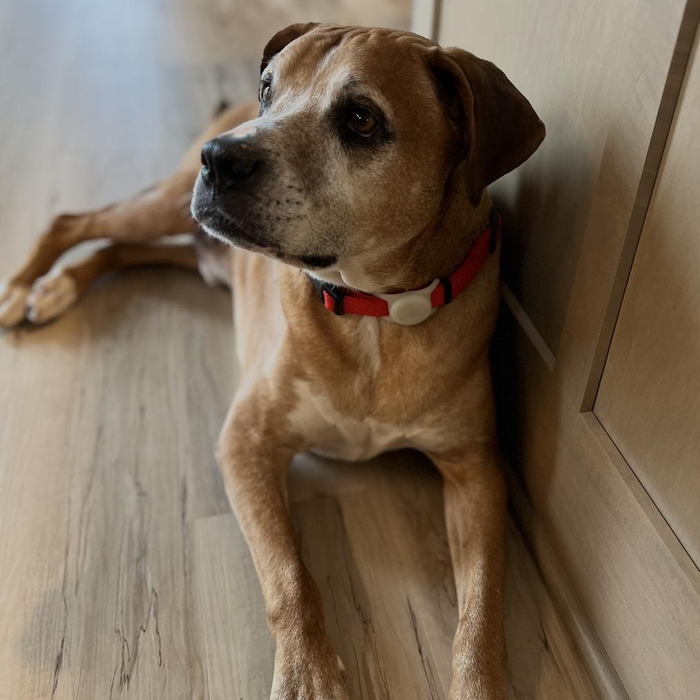 Enlarge Scooby, a Adoptable mixed breed in Cedarburg, WI image 3/5