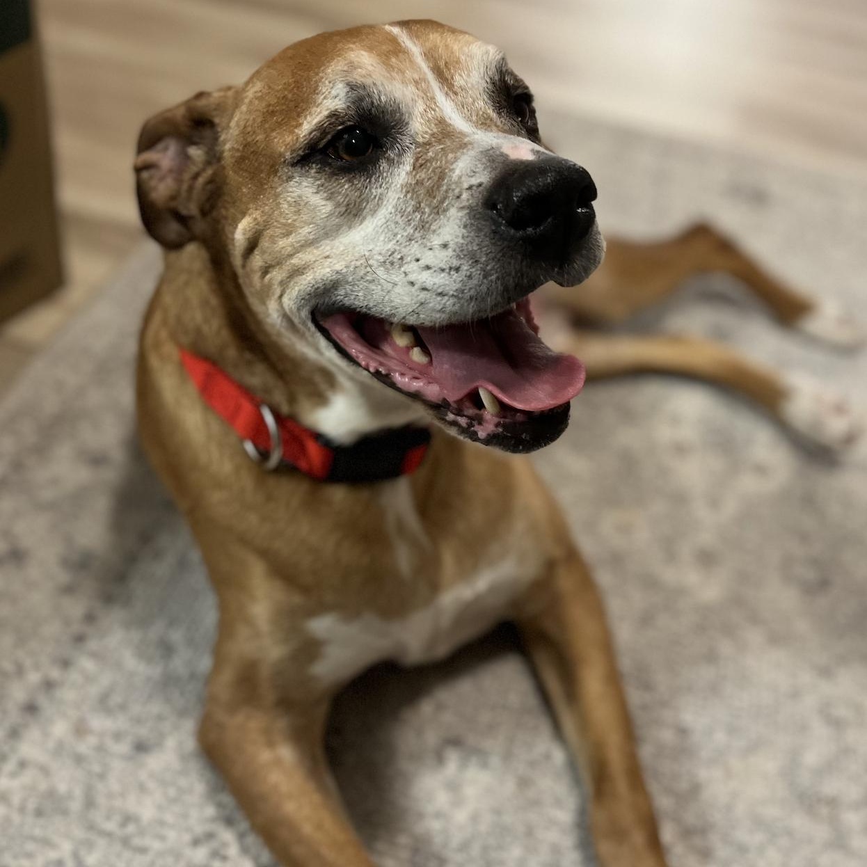 Scooby, Adoptable, Senior Male Boxer.