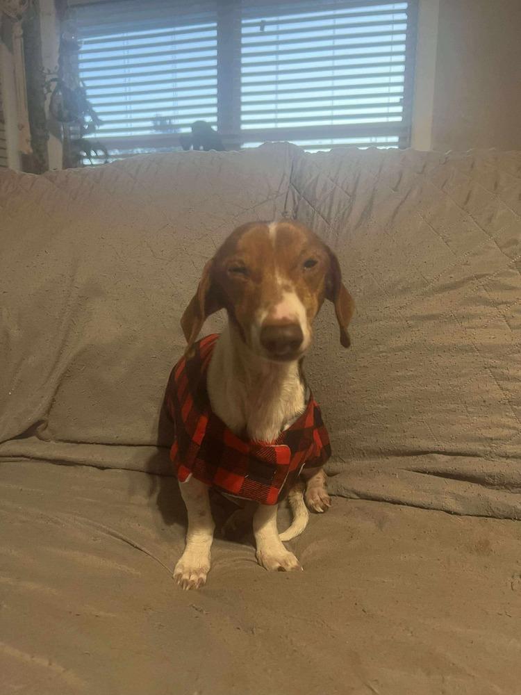 Enlarge Henry, a Adoptable Dachshund in Shawnee, OK image 2/2