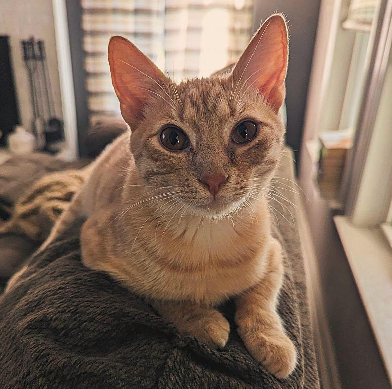 TipToe, Adoptable, Young Male American Shorthair.