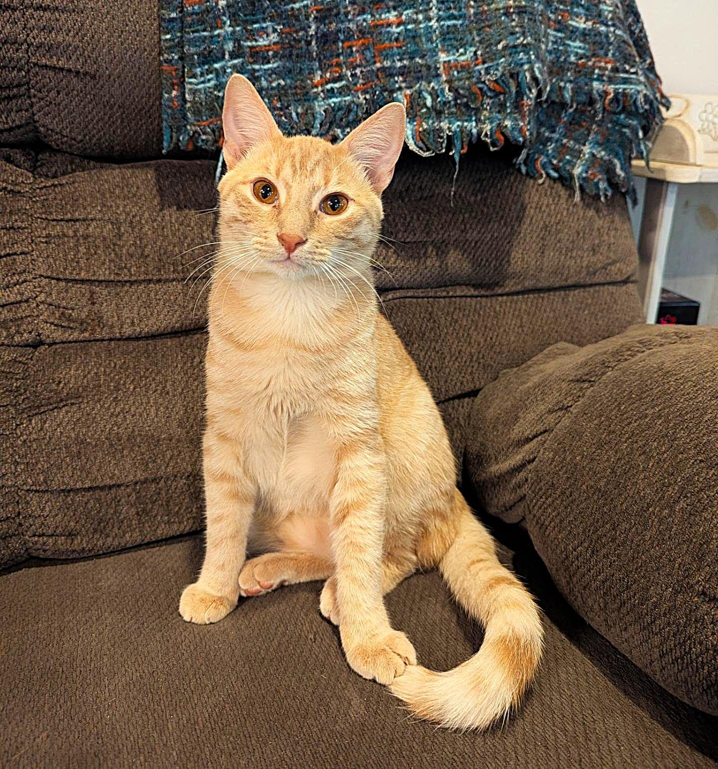 Enlarge TipToe, a Adoptable American Shorthair in Raeford, NC image 2/5