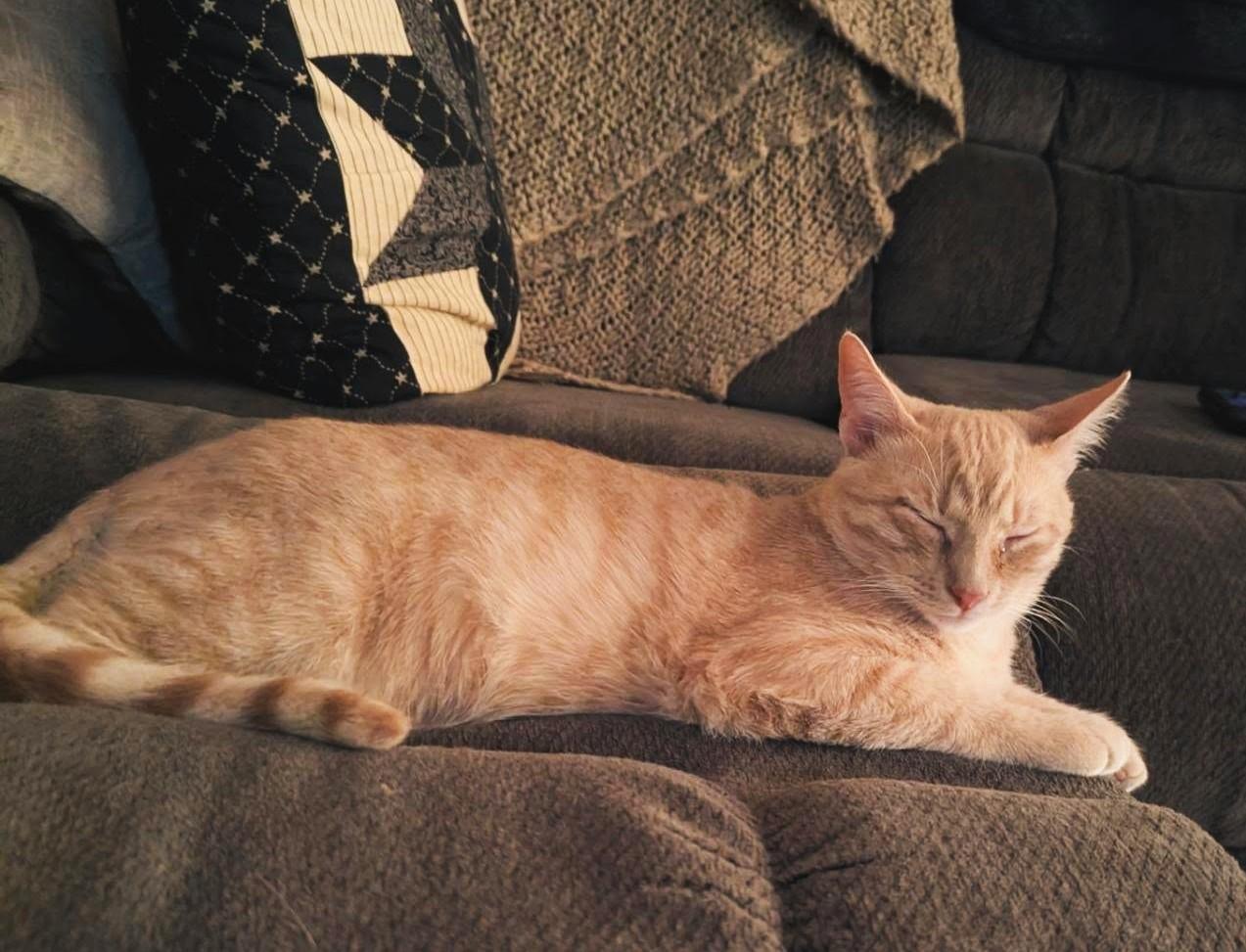 Enlarge TipToe, a Adoptable American Shorthair in Raeford, NC image 3/5