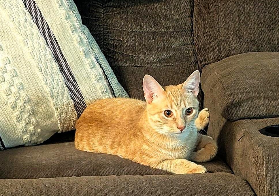 Enlarge TipToe, a Adoptable American Shorthair in Raeford, NC image 4/5