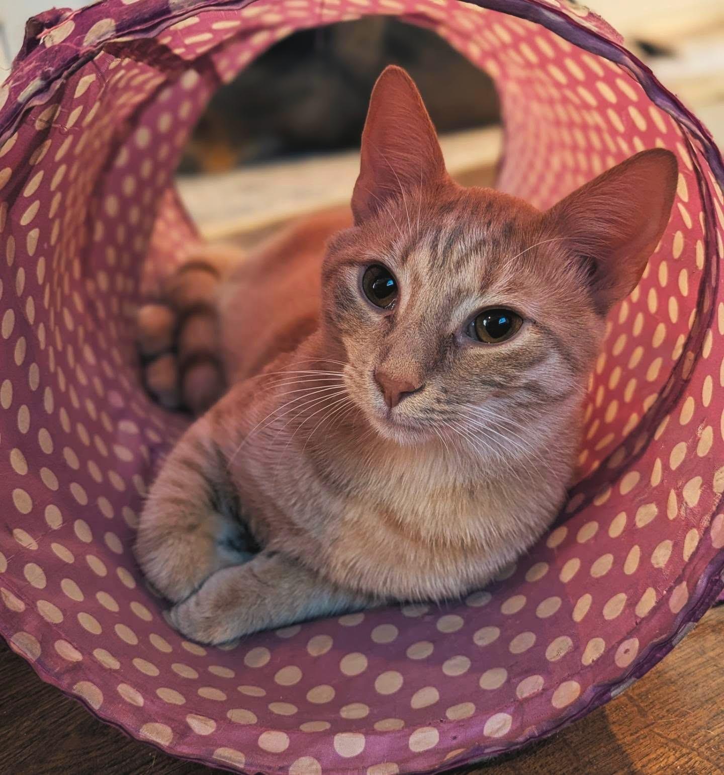 Enlarge TipToe, a Adoptable American Shorthair in Raeford, NC image 5/5