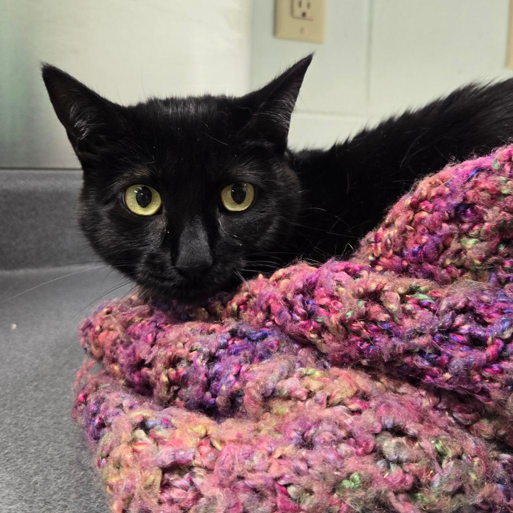 Pipsqueak, Adoptable, Adult Female Domestic Short Hair.