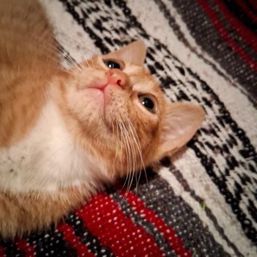 Enlarge Muffin the Toy Thief, a Adoptable Tabby in Biloxi, MS image 1/1