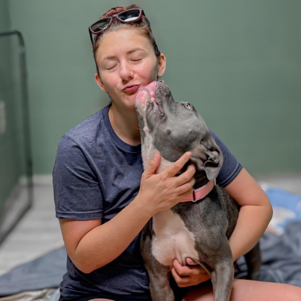 Enlarge Tiana, a Adoptable Mixed Breed in Springboro, OH image 1/4