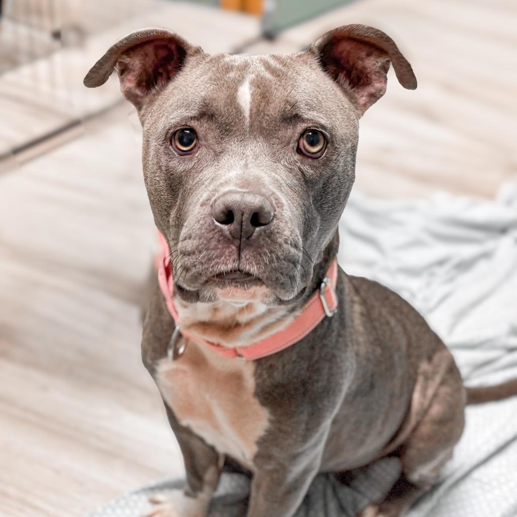 Enlarge Tiana, a Adoptable Mixed Breed in Springboro, OH image 2/4