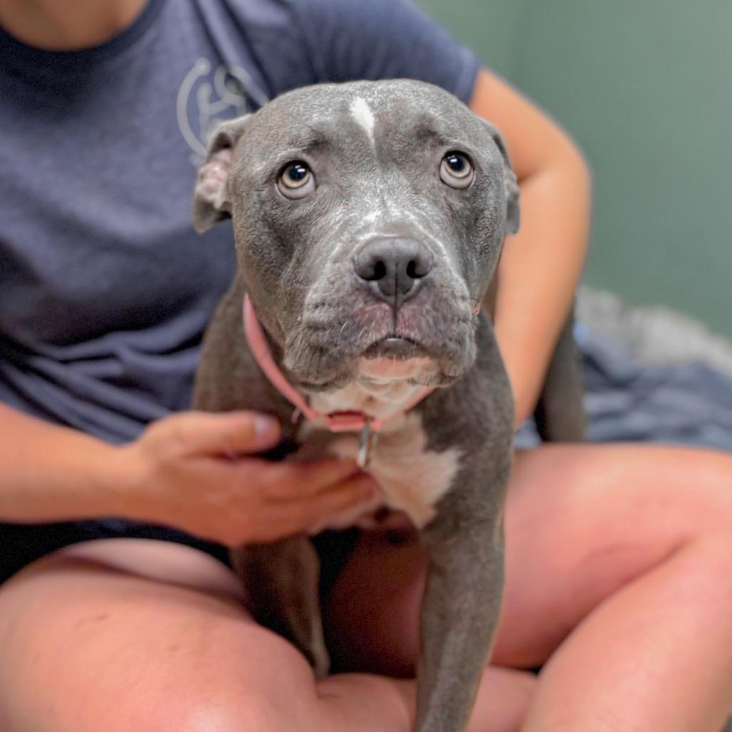 Enlarge Tiana, a Adoptable Mixed Breed in Springboro, OH image 3/4