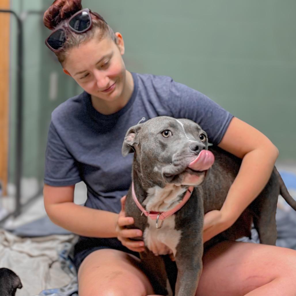 Enlarge Tiana, a Adoptable Mixed Breed in Springboro, OH image 4/4