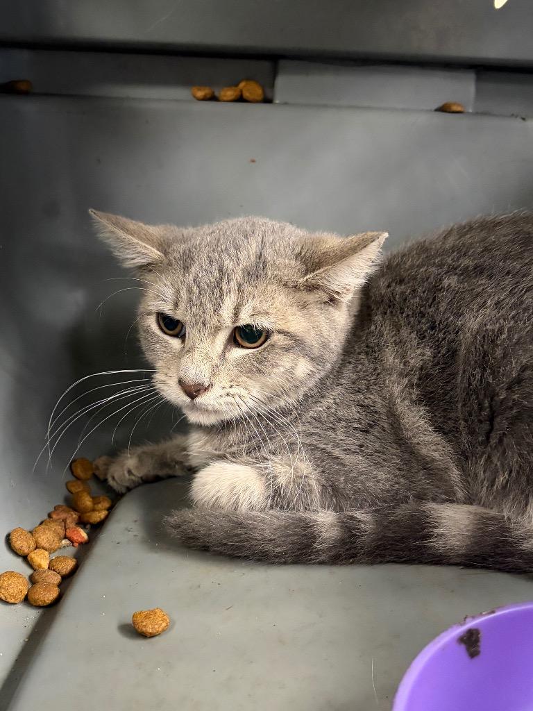 Zap, Adoptable, Kitten Female Domestic Short Hair.