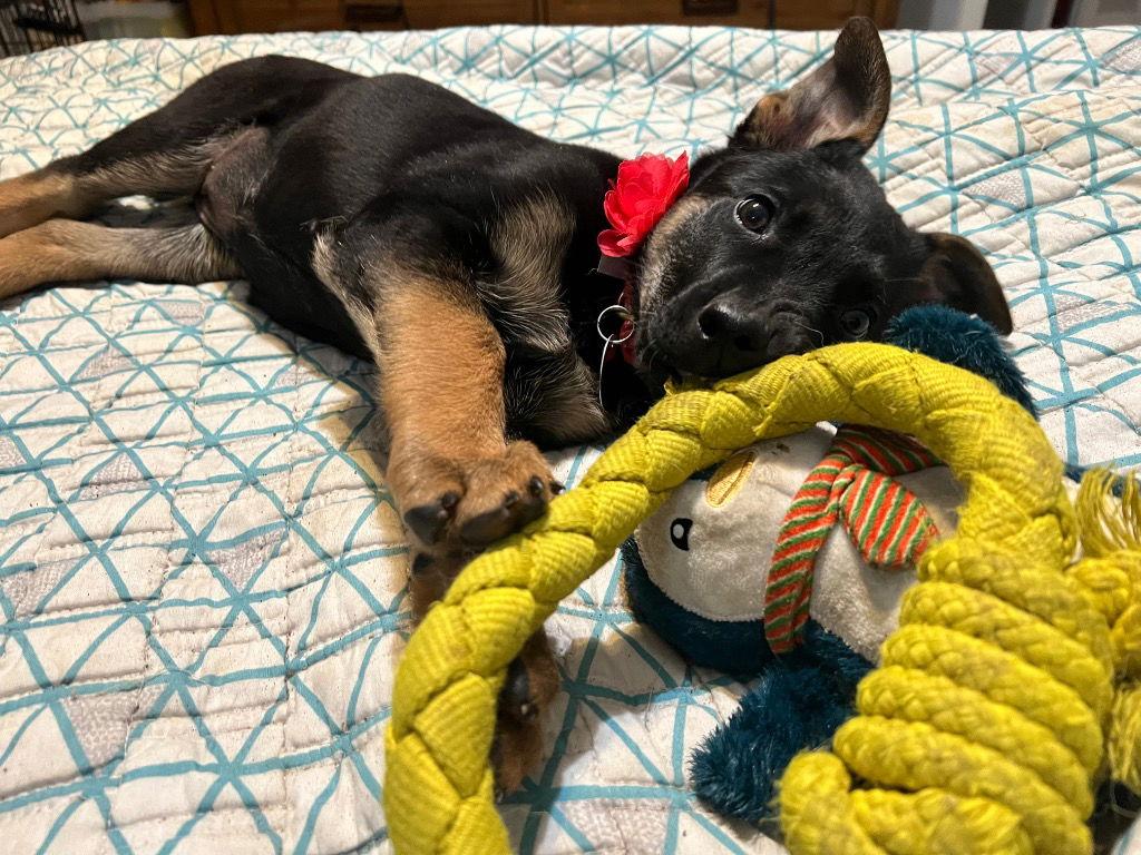 Sugar Plum, Adoptable, Puppy Female German Shepherd Dog.