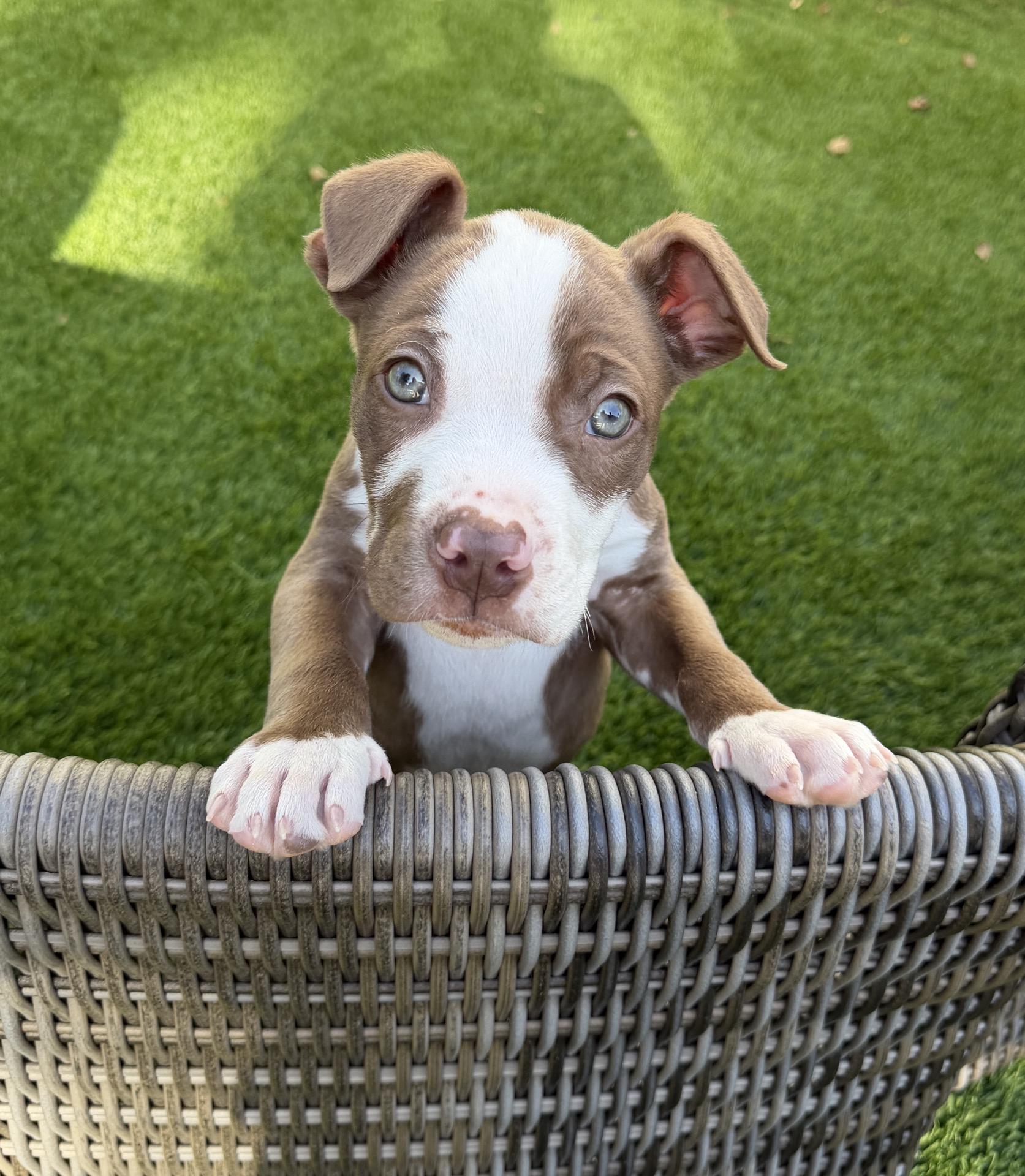 Sage, ADOPTABLE, Puppy Male Mixed Breed.