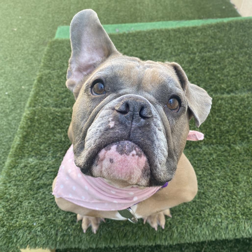Marmalade, Adoptable, Adult Female English Bulldog.