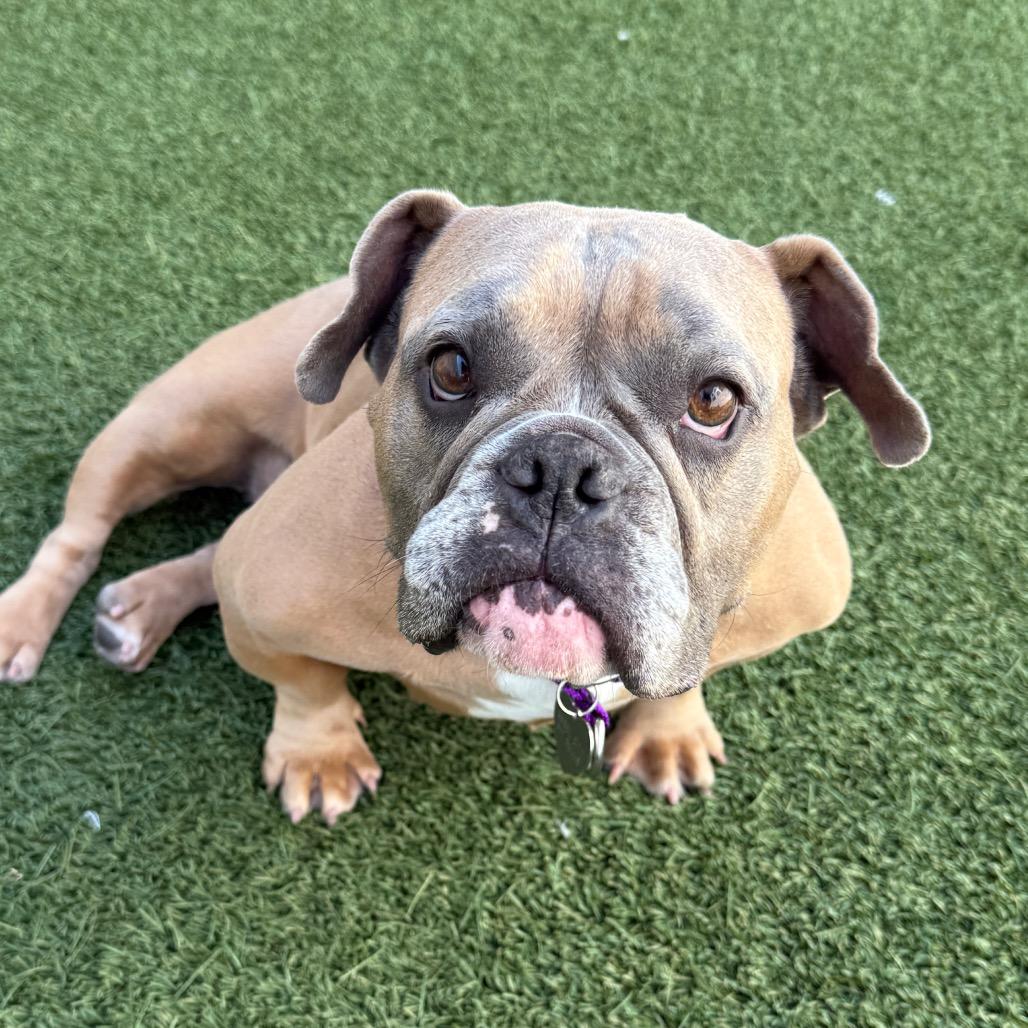 Enlarge Marmalade, a Adoptable English Bulldog in Los Angeles, CA image 2/2