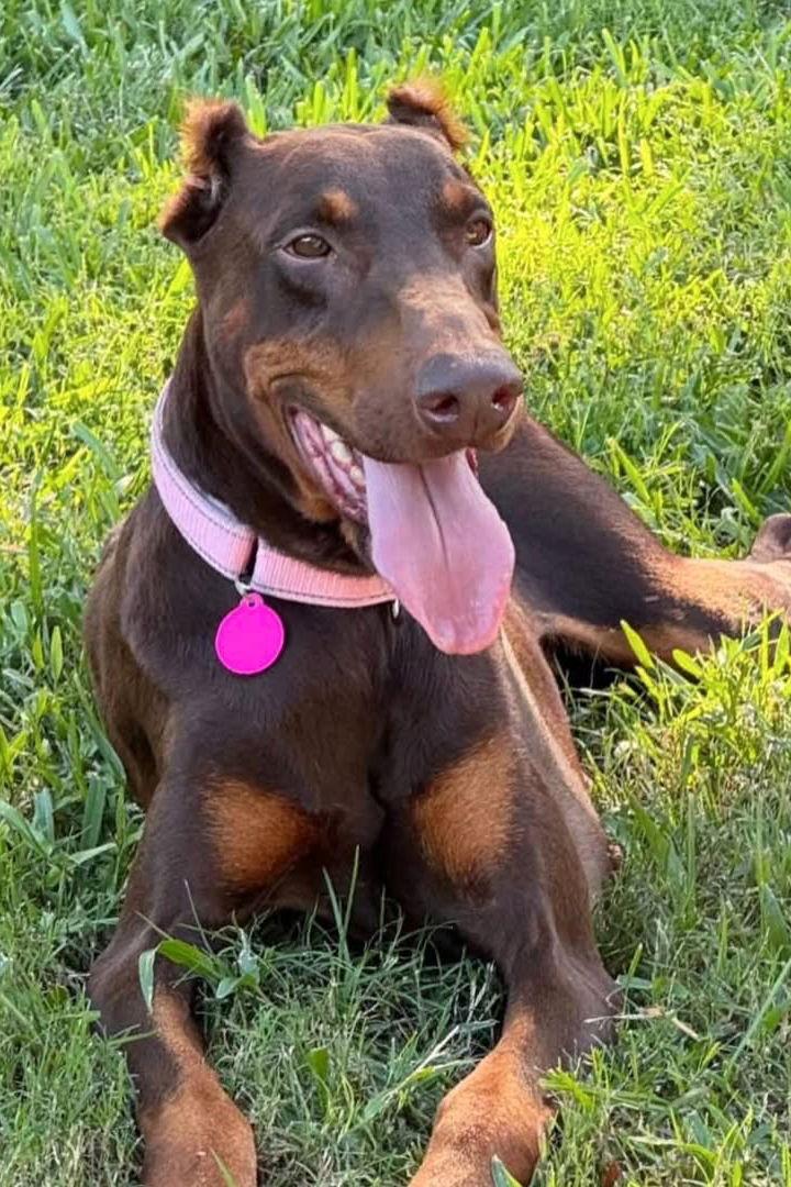 Queen 3478, Adoptable, Young Female Doberman Pinscher.