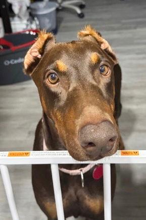 Queen 3478, a Adoptable Doberman Pinscher in Oakland Park, FL image 2/3