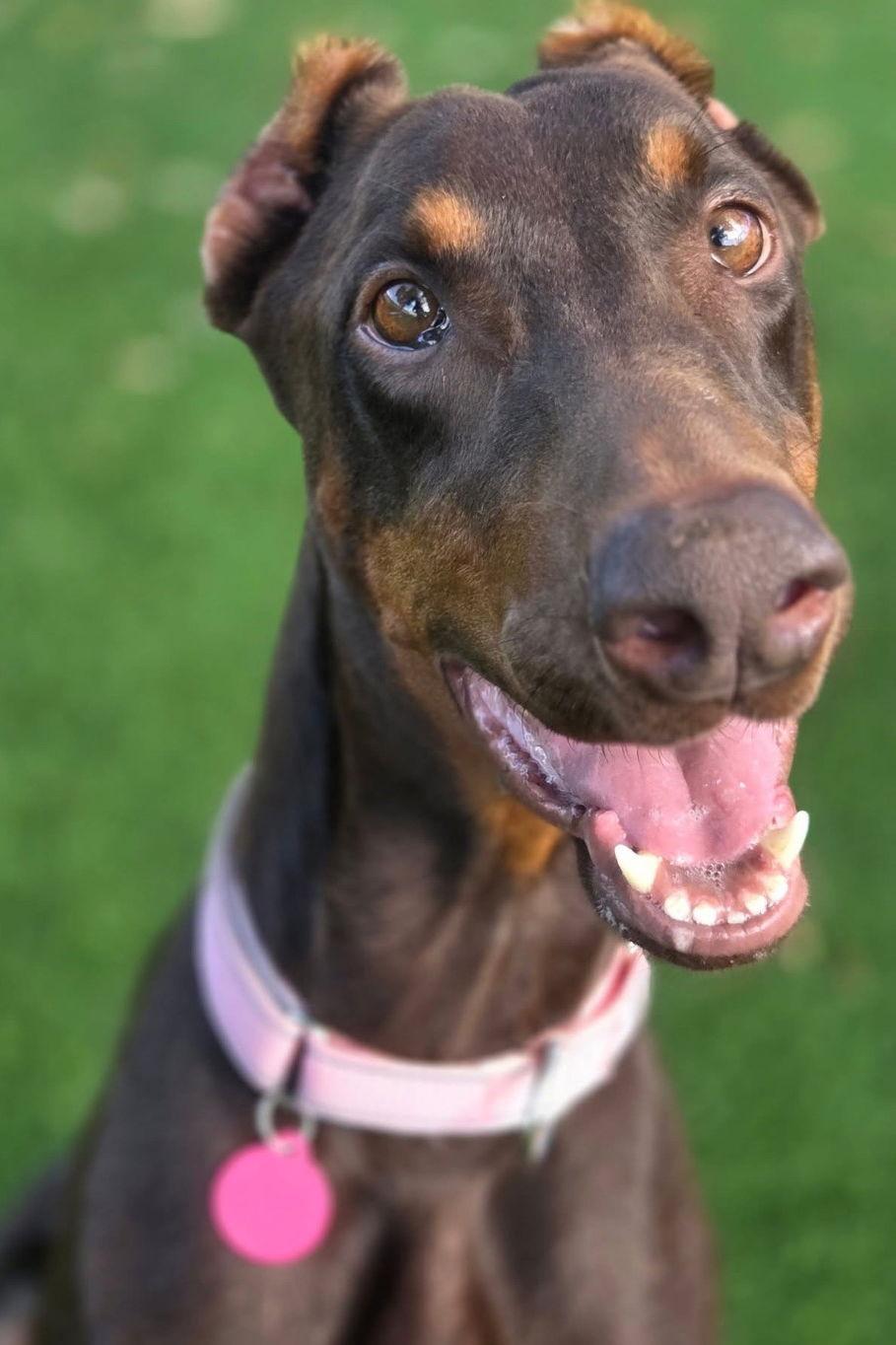 Queen 3478, a Adoptable Doberman Pinscher in Oakland Park, FL image 3/3