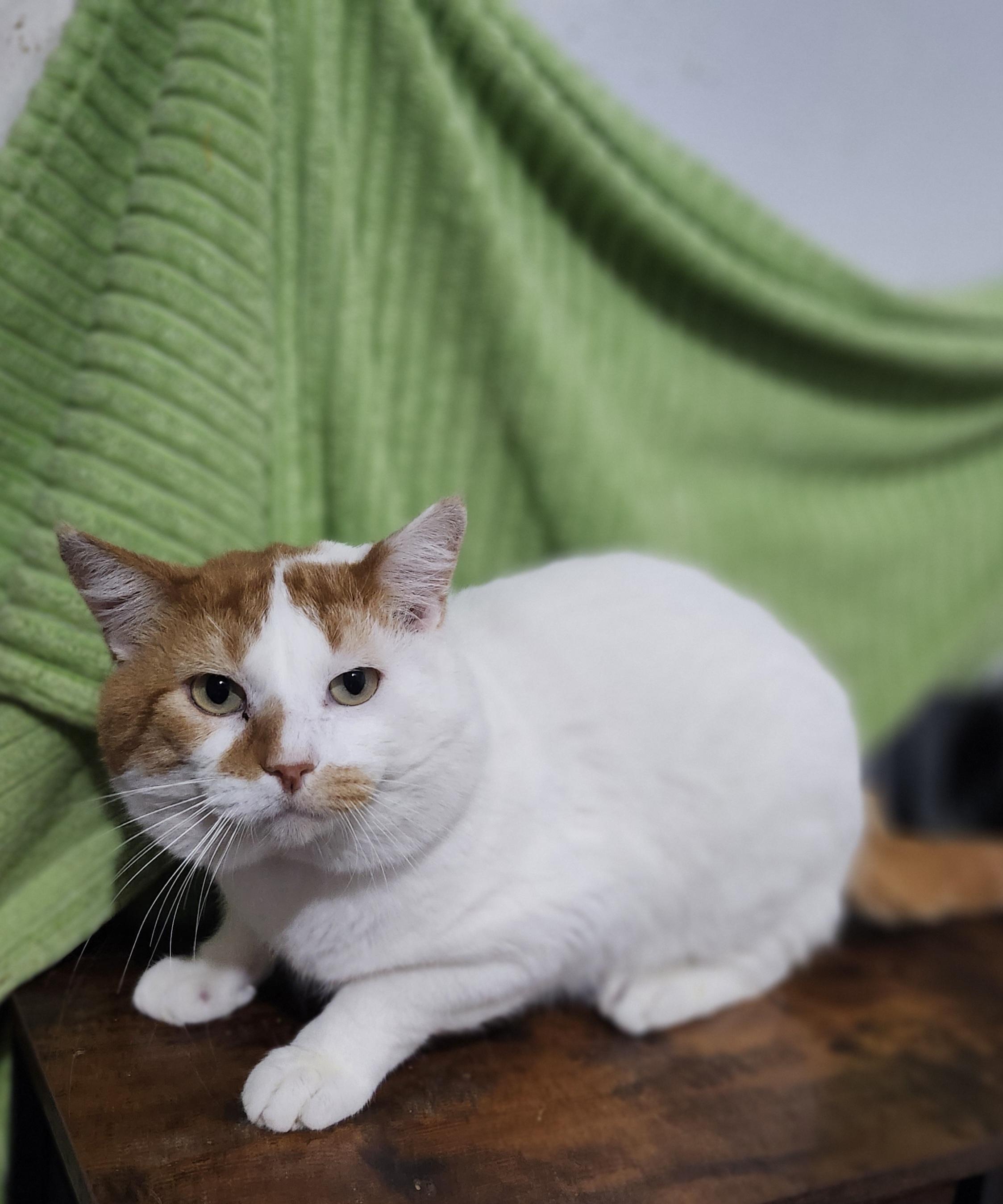 Roderic, Adoptable, Adult Male Domestic Short Hair.