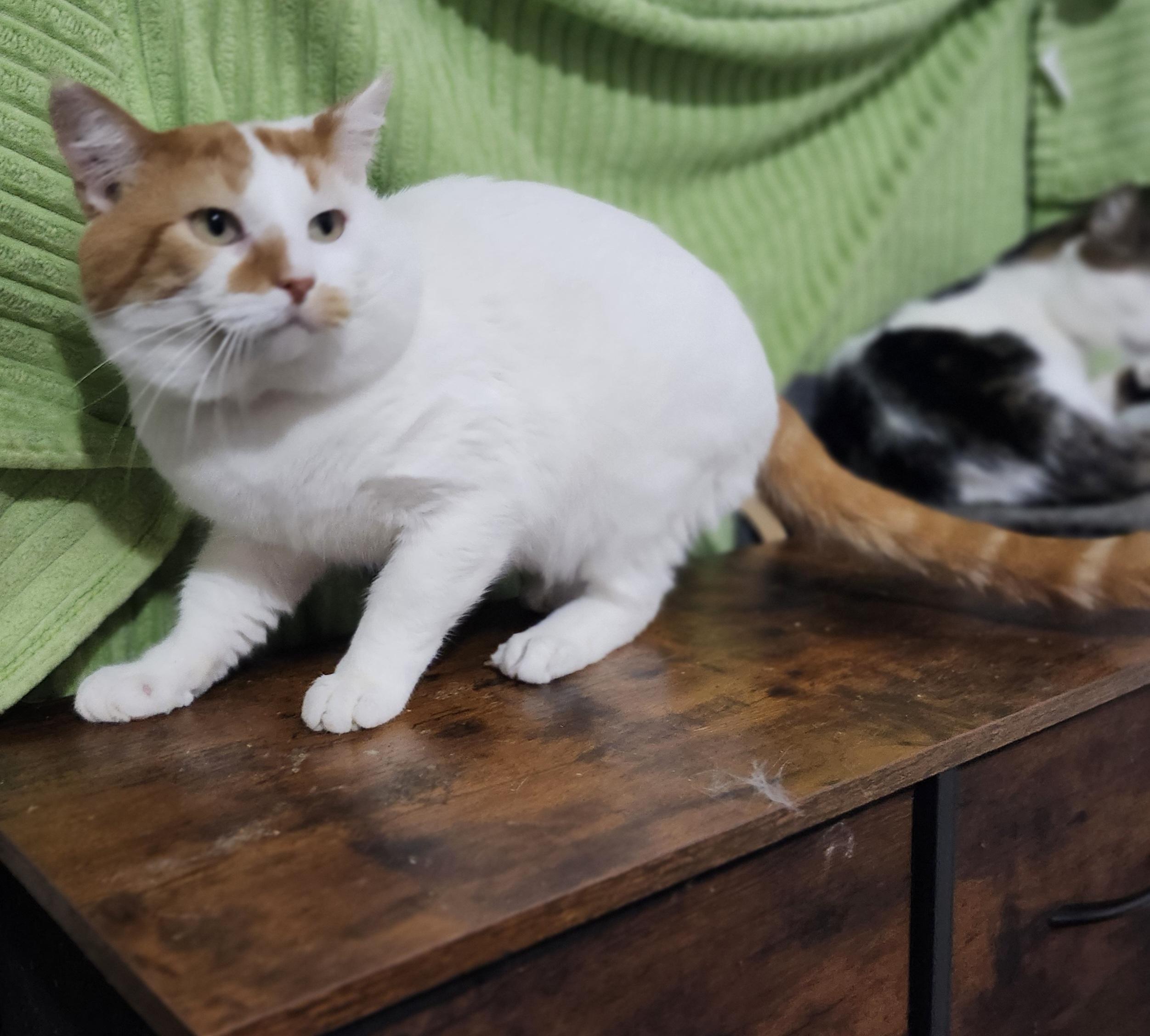 Enlarge Roderic, a Adoptable Domestic Short Hair in Long Beach, CA image 2/3