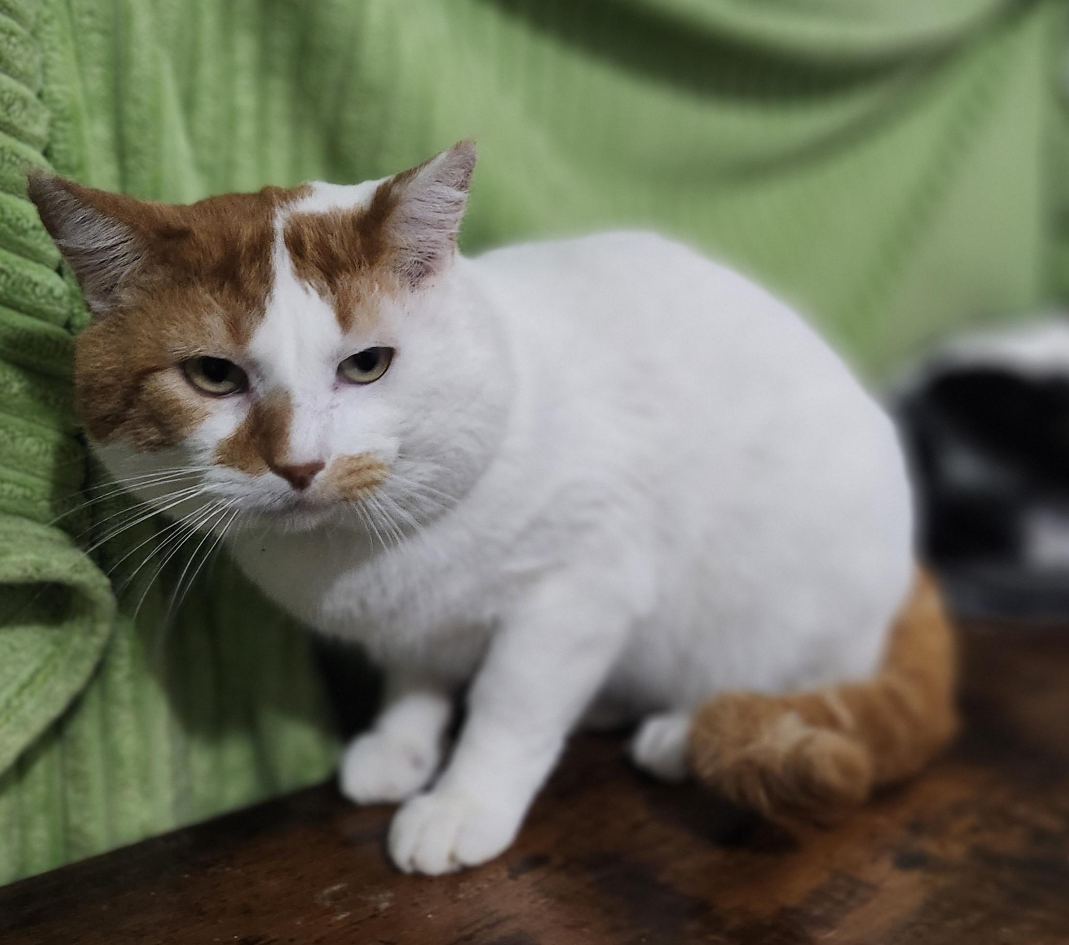 Enlarge Roderic, a Adoptable Domestic Short Hair in Long Beach, CA image 3/3