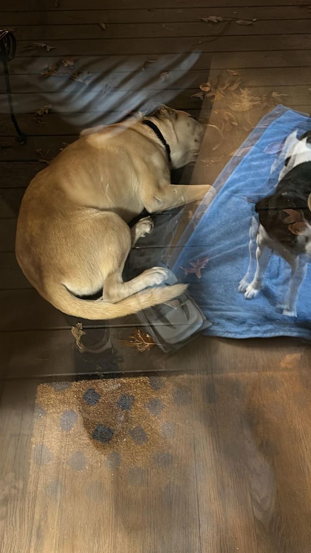 Cavill - CARMEL, IN, Adopted, Young Male Anatolian Shepherd.