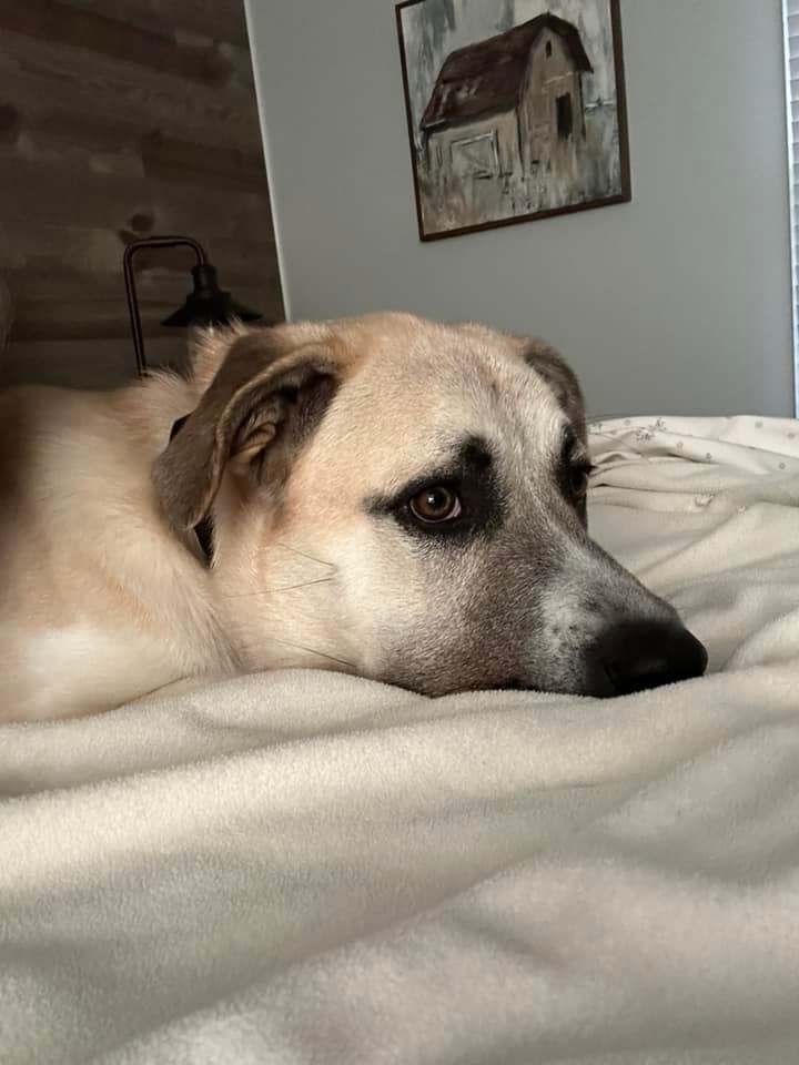 Cavill - CARMEL, IN, a Adopted mixed breed in LOWELL, IN image 2/2