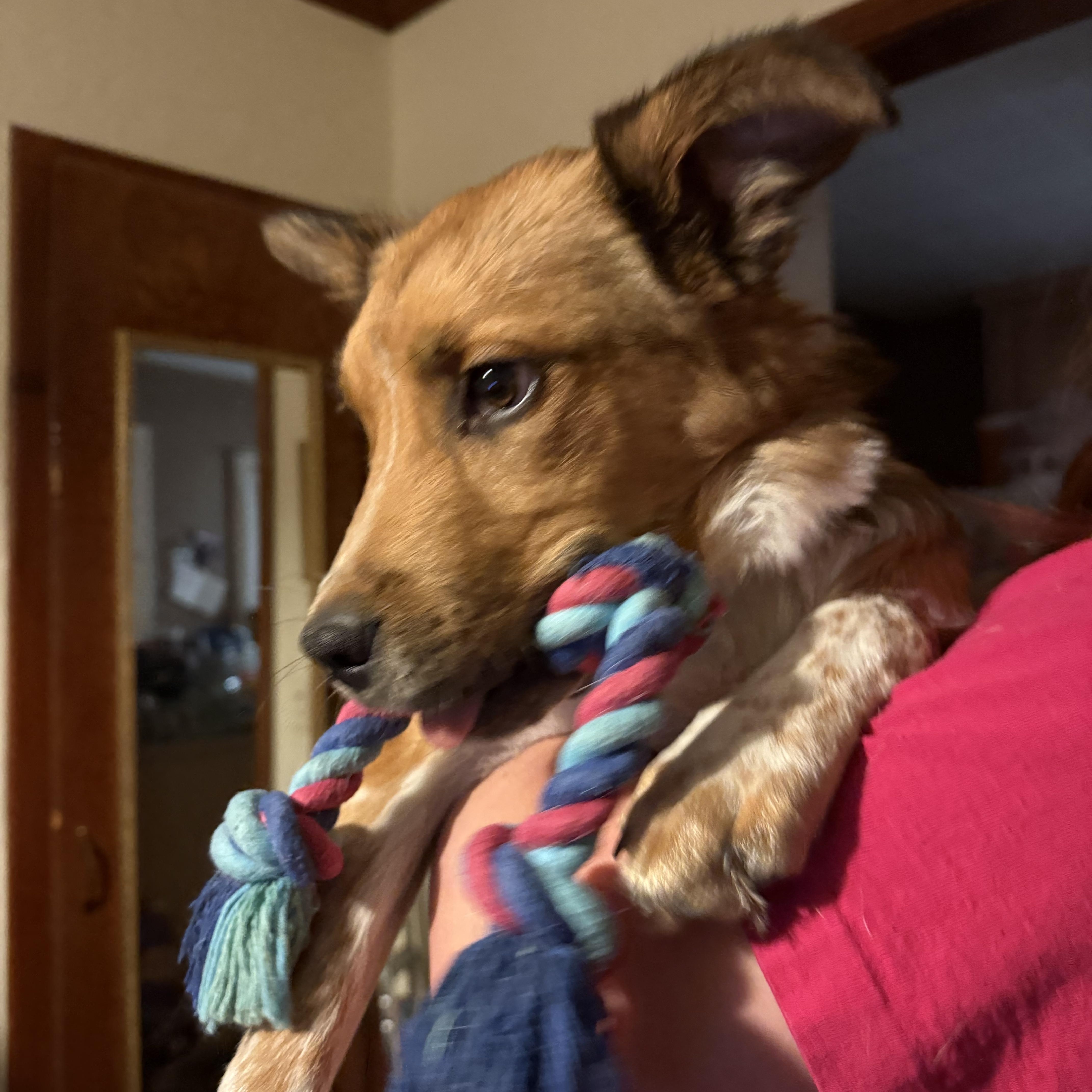 Enlarge Obi, a ADOPTABLE mixed breed in Choctaw, OK image 4/4