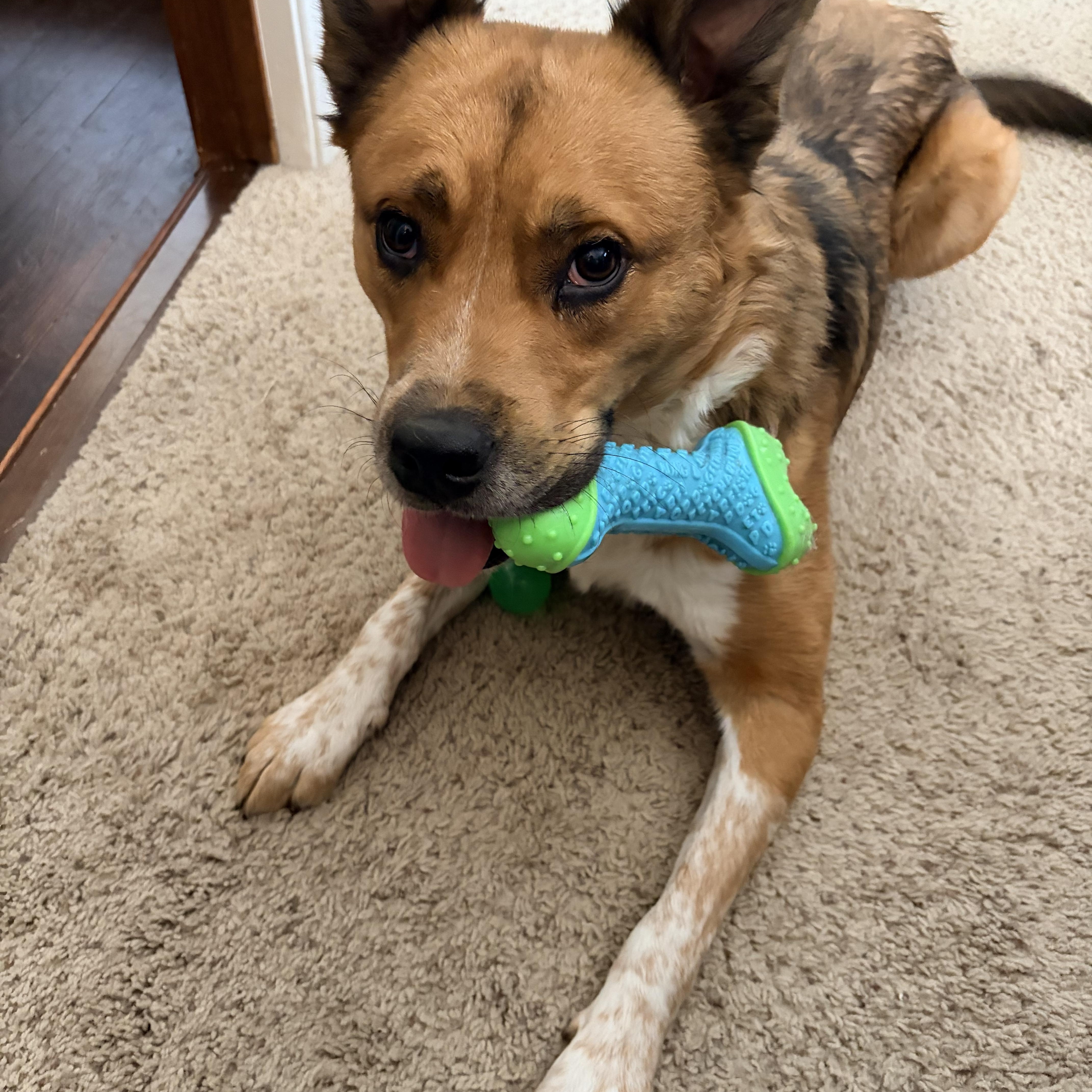 Enlarge Obi, a ADOPTABLE mixed breed in Choctaw, OK image 2/4