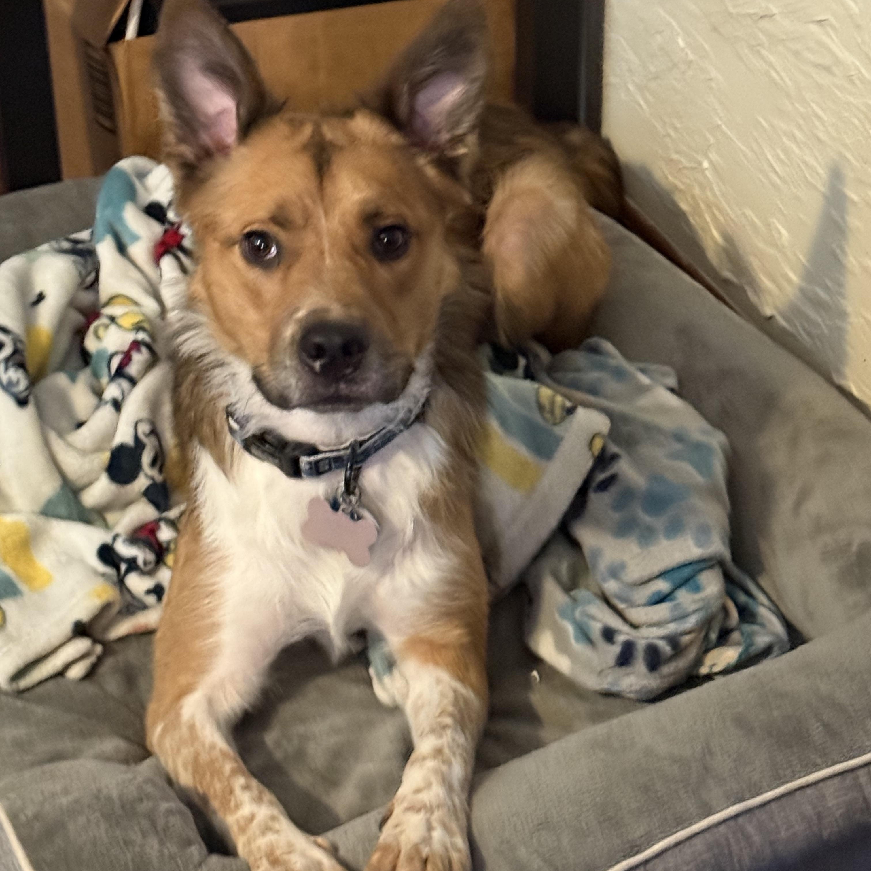 Enlarge Obi, a ADOPTABLE mixed breed in Choctaw, OK image 1/4