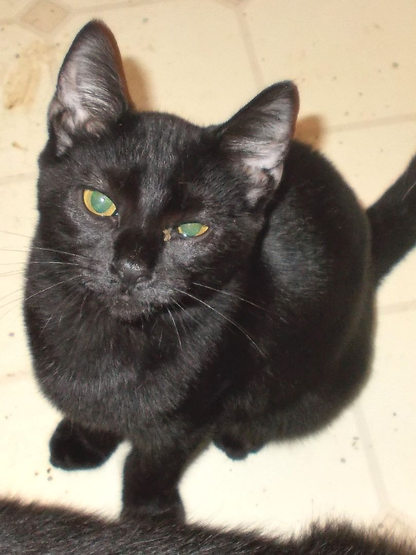 Travis, a Adoptable Domestic Short Hair in Chattanooga, TN image 5/6