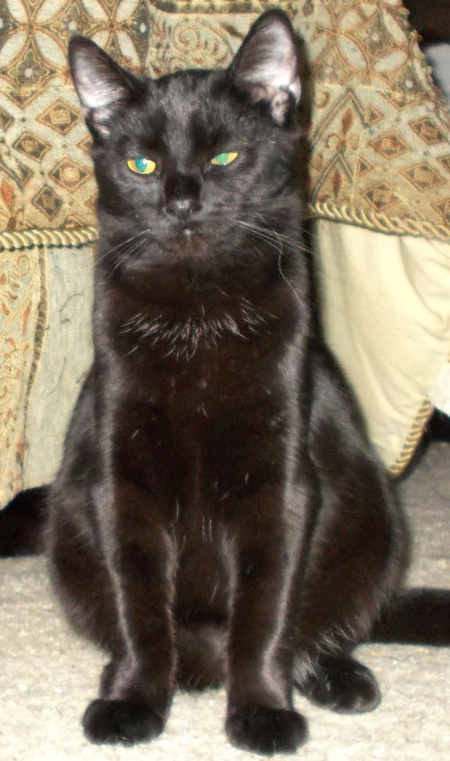 Travis, a Adoptable Domestic Short Hair in Chattanooga, TN image 6/6