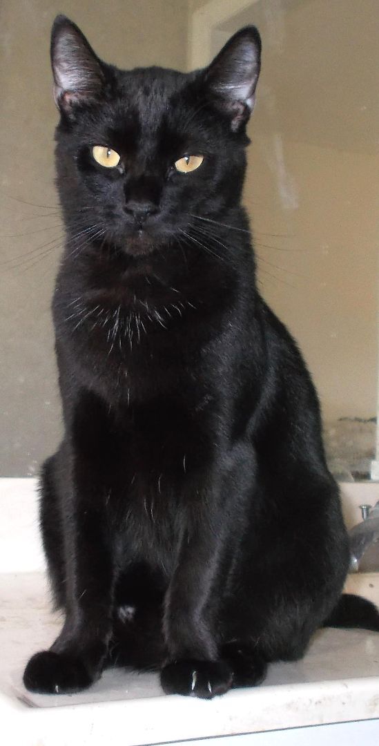 Travis, Adult Male Domestic Short Hair