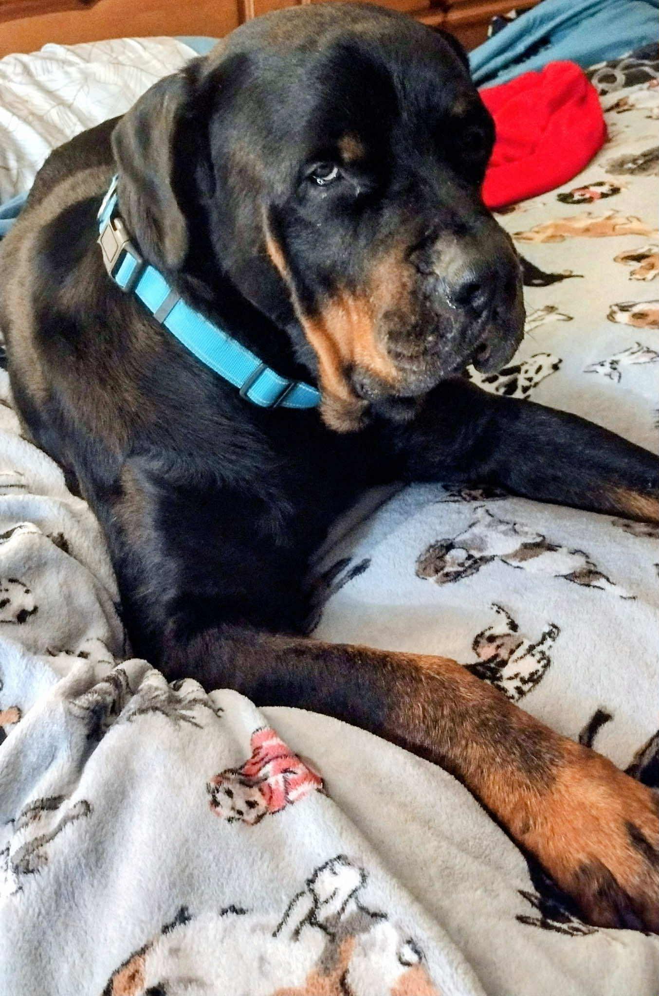 Bruno : A Total Gem — thumbnail 2