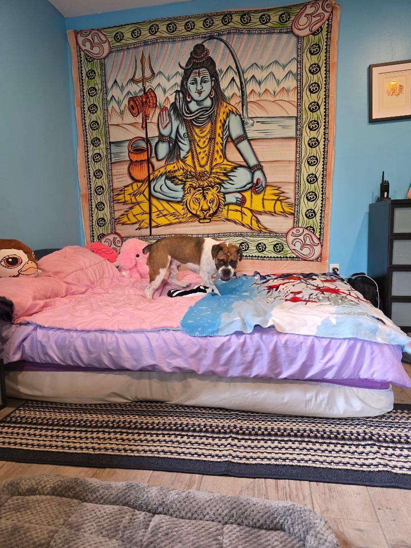 Snickers, adopted, Young Male Beagle & English Bulldog.