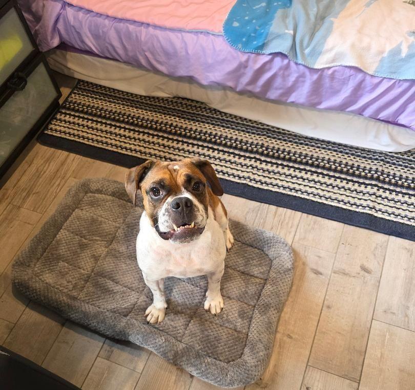 Enlarge Snickers, an adopted mixed breed in Belmar, NJ image 3/4