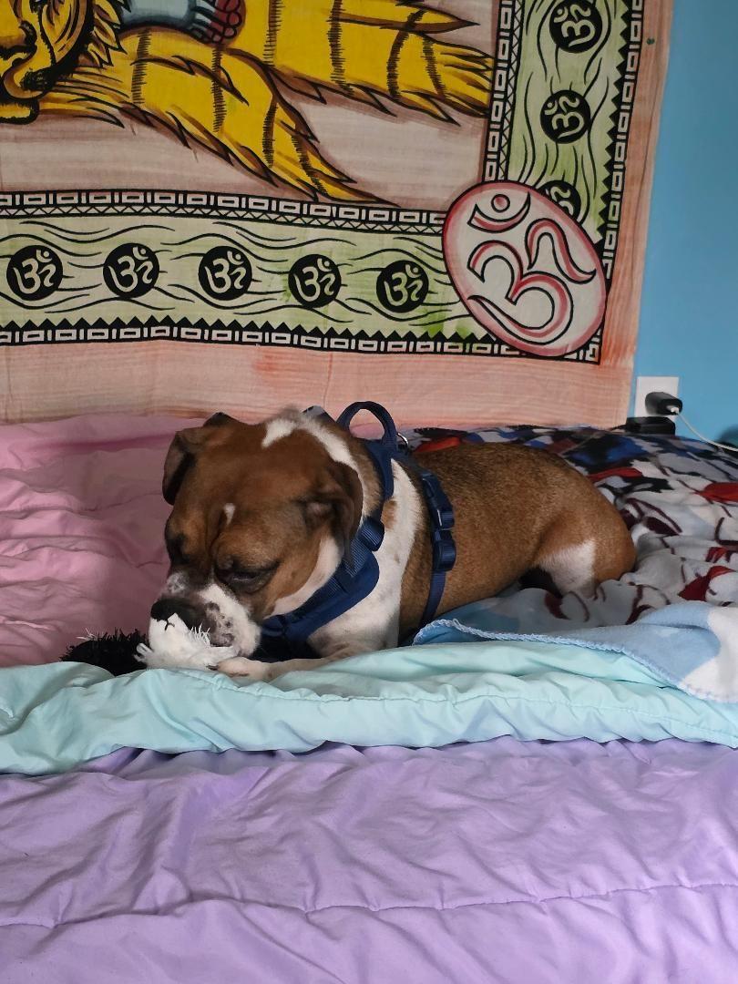 Enlarge Snickers, an adopted mixed breed in Belmar, NJ image 4/4