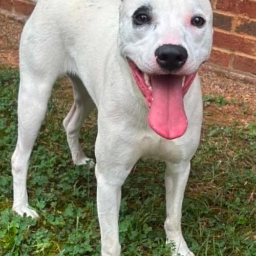 Enlarge Rhiannon, a Adoptable mixed breed in Washington DC, DC image 1/3
