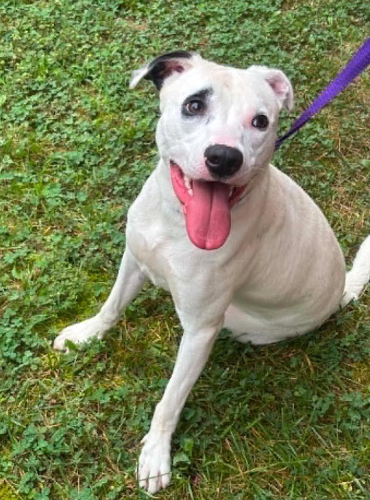 Enlarge Rhiannon, a Adoptable mixed breed in Washington DC, DC image 2/3