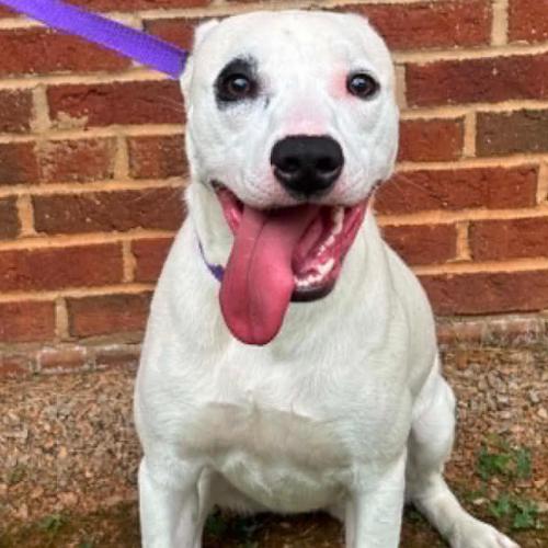 Enlarge Rhiannon, a Adoptable mixed breed in Washington DC, DC image 3/3